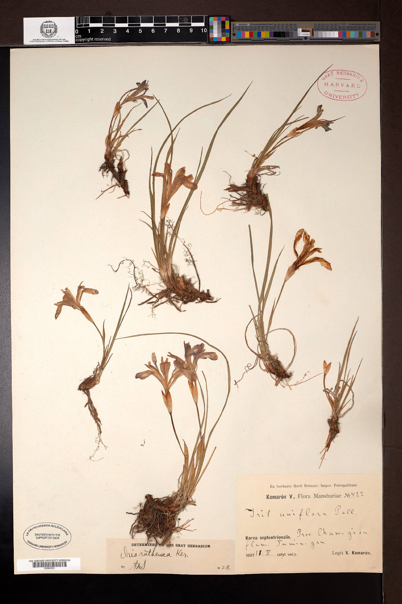 Iris vorobievii image