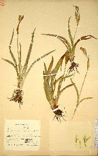 Iris vorobievii image