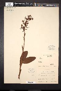 Platanthera fuscescens image