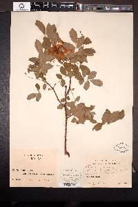 Rosa acicularis image