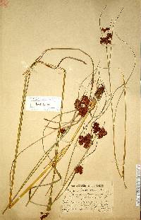 Image of Scirpus fuirenoides