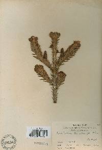 Abies koreana f. rubrocarpa image