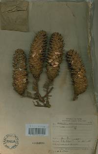 Image of Picea abies