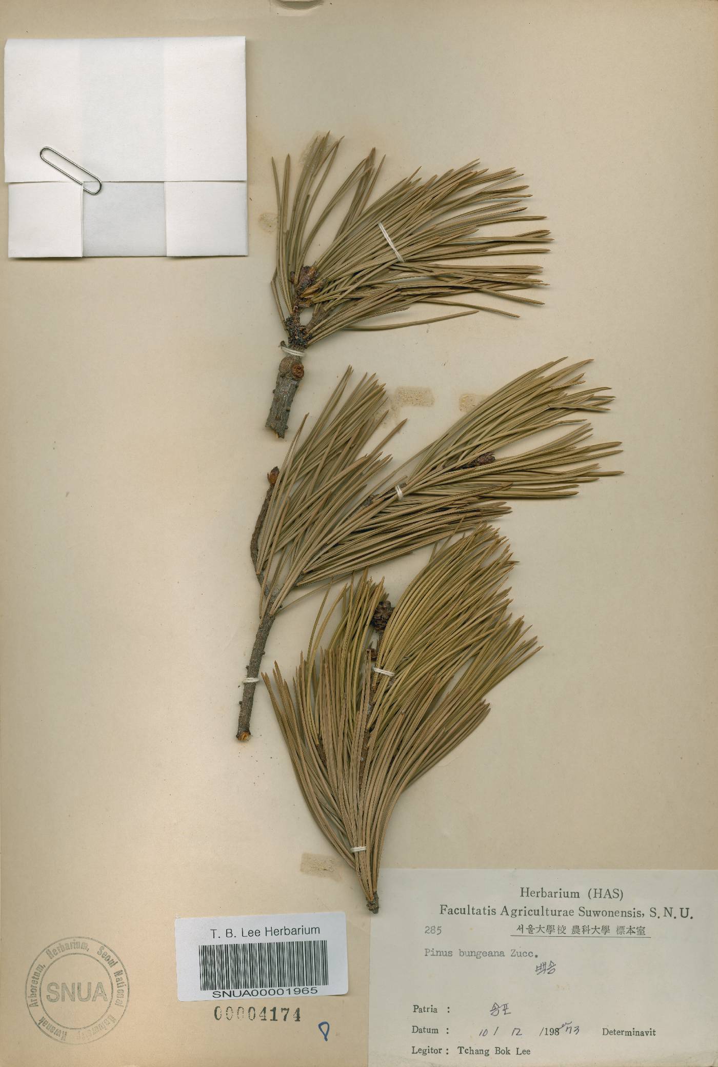 Pinus bungeana image