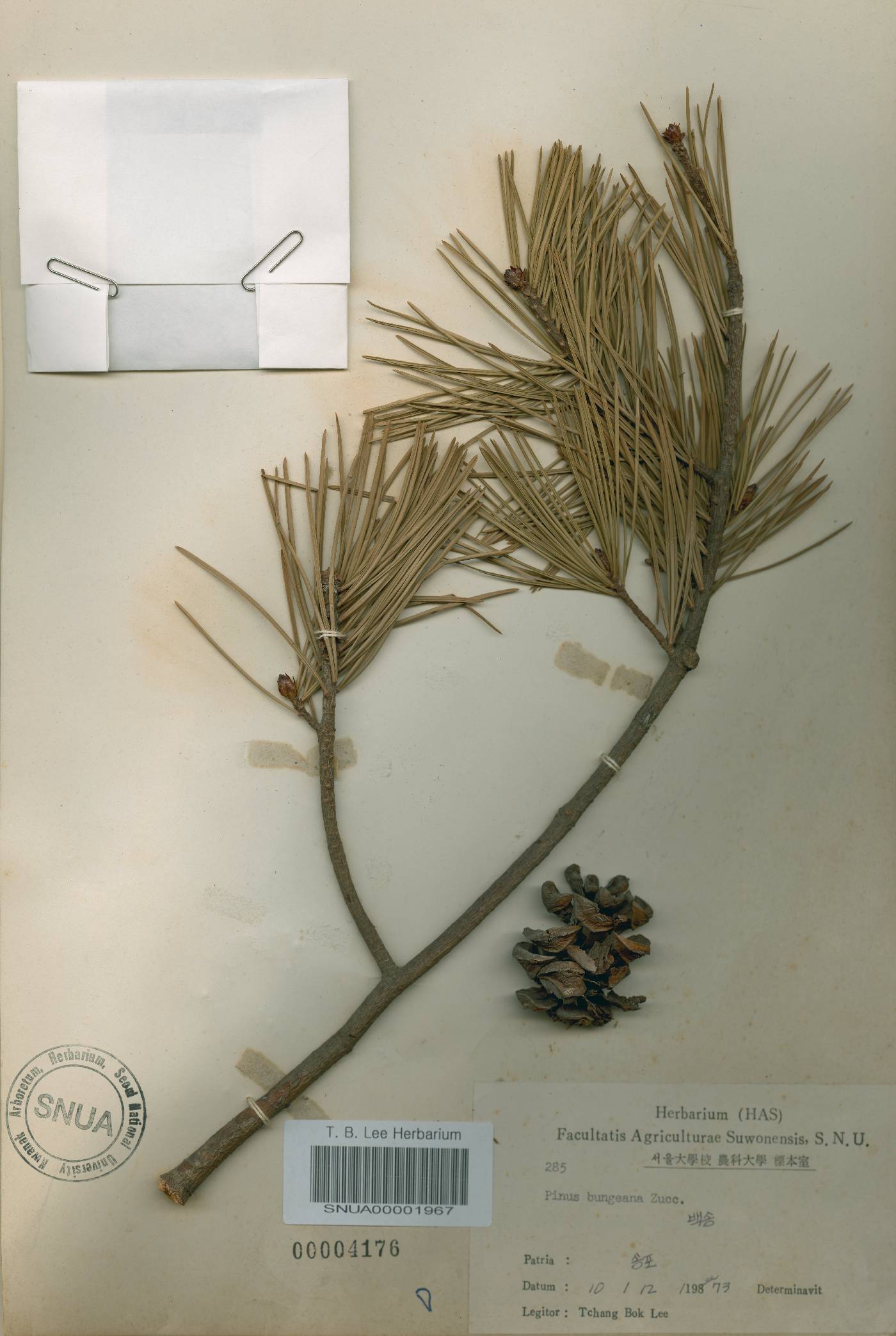 Pinus bungeana image