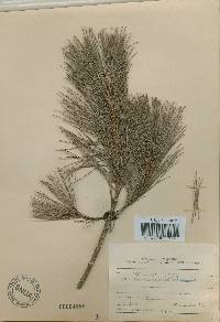 Pinus densiflora image