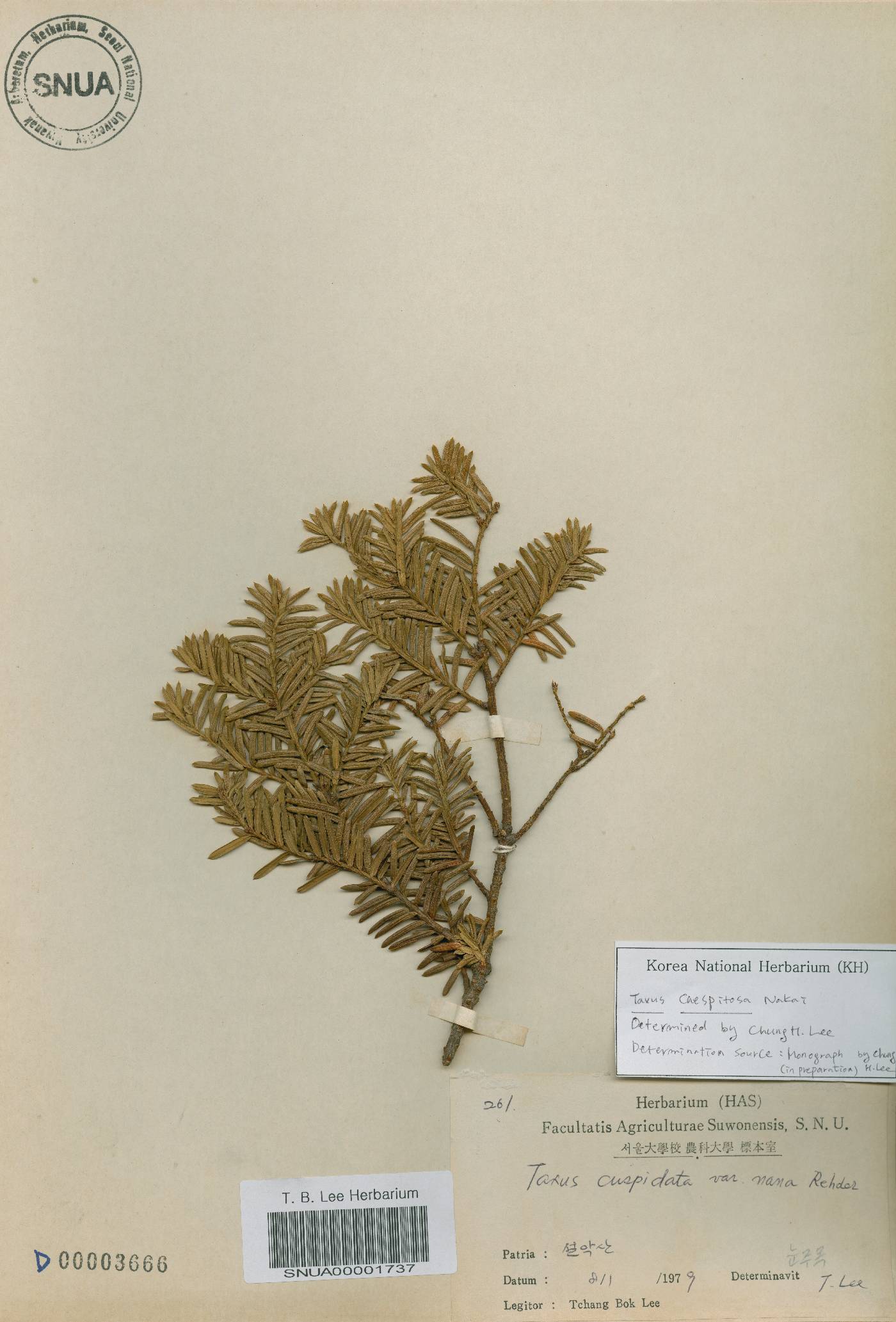 Taxus cuspidata var. nana image