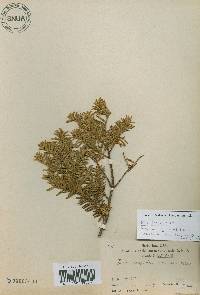 Taxus cuspidata image