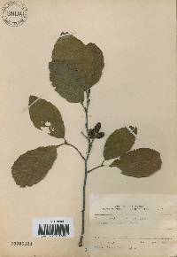 Alnus japonica image