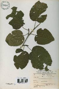 Alnus alnobetula subsp. fruticosa image