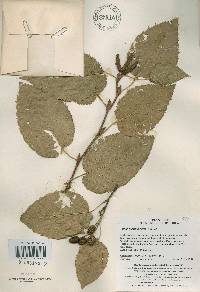 Alnus alnobetula subsp. fruticosa image