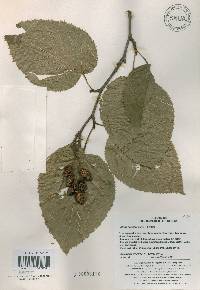 Alnus alnobetula subsp. fruticosa image
