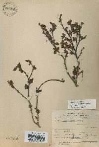 Betula ermanii image