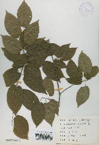 Carpinus cordata image