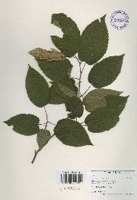 Carpinus cordata image