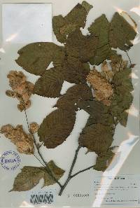 Carpinus cordata image