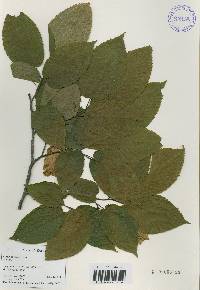 Carpinus cordata image