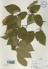 Carpinus cordata image