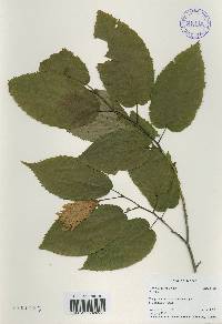 Carpinus cordata image