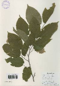 Carpinus cordata image