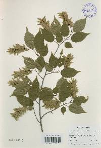 Carpinus laxiflora image