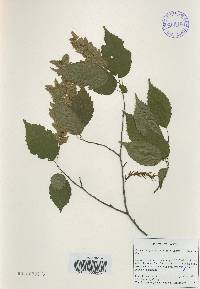 Carpinus laxiflora image