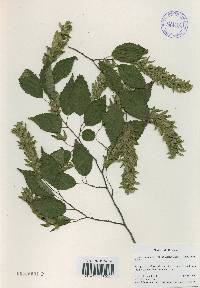 Carpinus laxiflora image