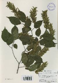 Carpinus laxiflora image