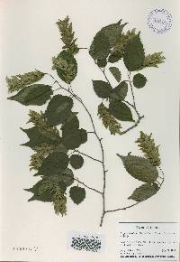 Carpinus laxiflora image