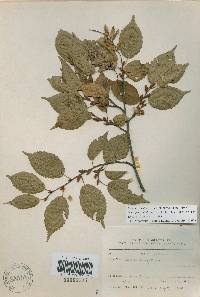 Carpinus laxiflora image