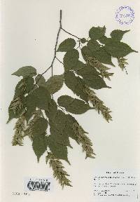 Carpinus laxiflora image