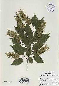 Carpinus laxiflora image