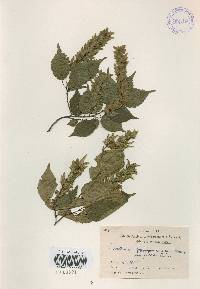 Carpinus laxiflora image