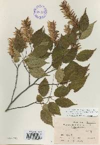 Carpinus laxiflora image