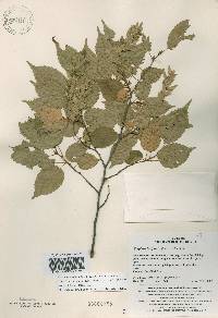 Carpinus laxiflora image