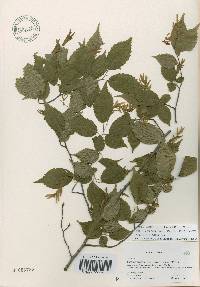 Carpinus laxiflora image
