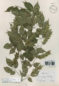 Carpinus laxiflora image