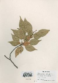 Carpinus laxiflora image