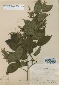 Carpinus laxiflora image