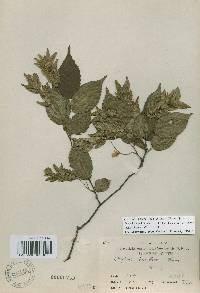 Carpinus laxiflora image
