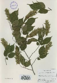 Carpinus laxiflora image