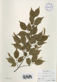 Carpinus laxiflora image