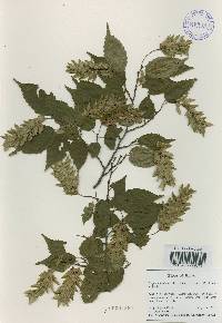 Carpinus laxiflora image