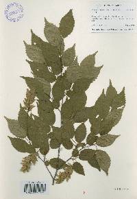 Carpinus laxiflora image