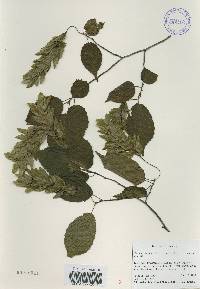 Carpinus laxiflora image