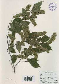 Carpinus laxiflora image