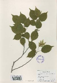 Carpinus laxiflora image