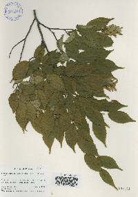 Carpinus laxiflora image