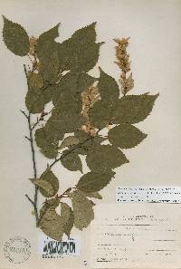 Carpinus laxiflora image