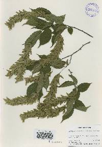 Carpinus laxiflora image